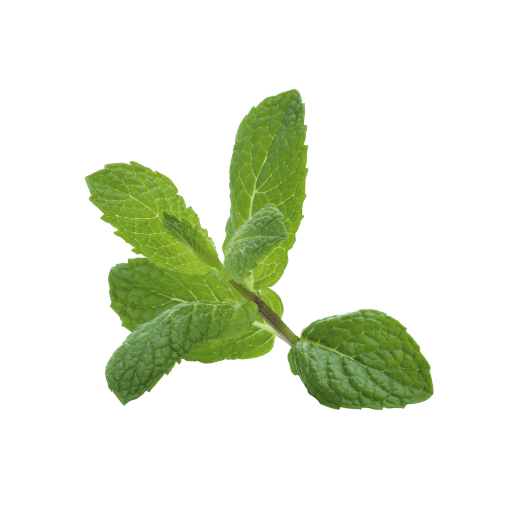 Minze – Gewürz, Verwendung, Pflanze | Kotányi