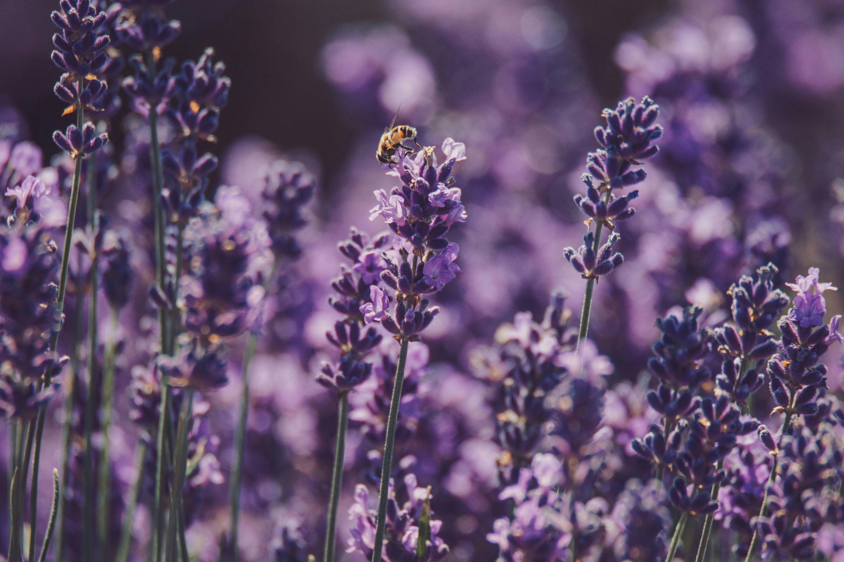 eine Biene bei einer Lavendelpflanze in einem Lavendelfeld