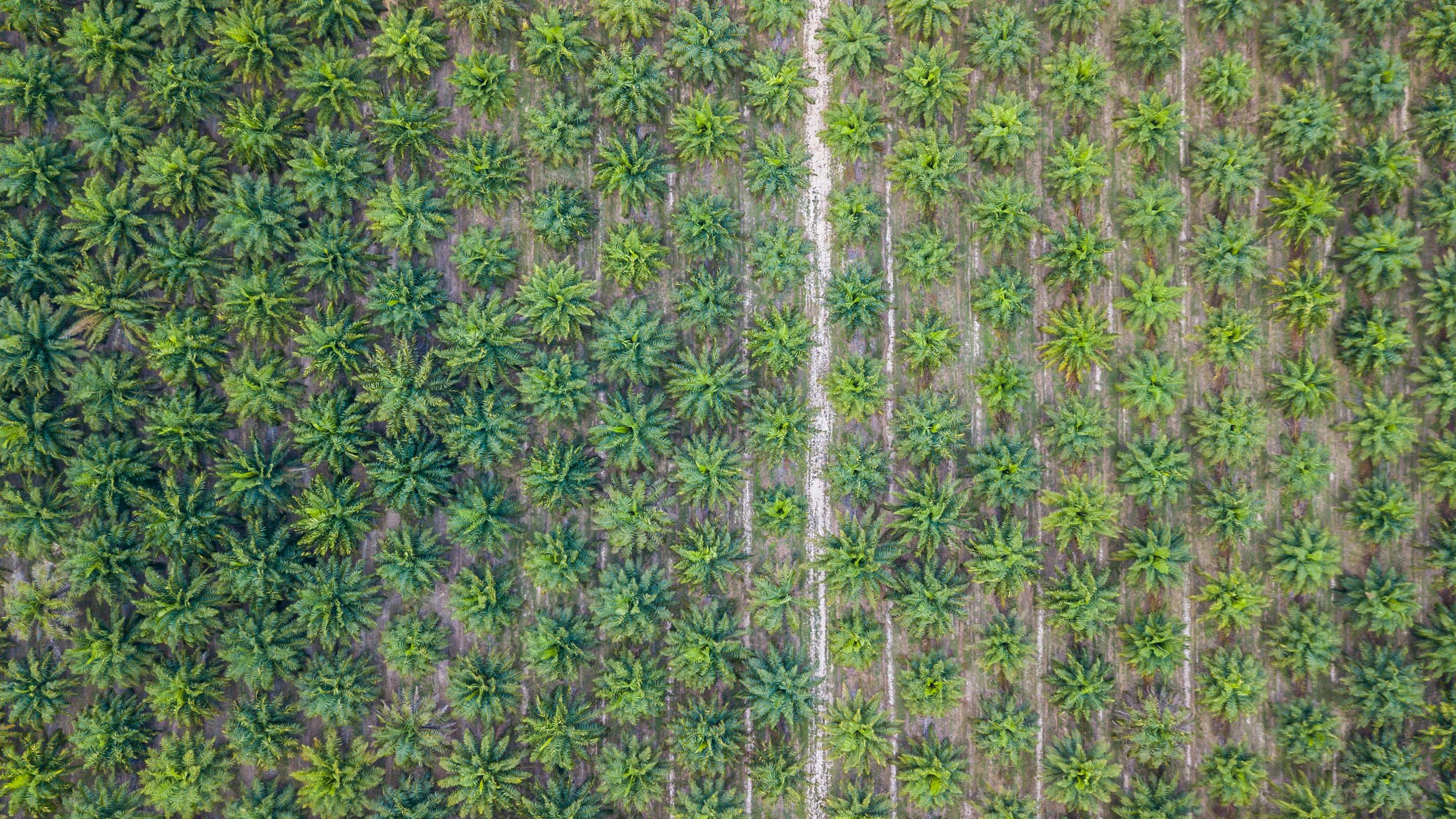 Palmoelplantage aus der Vogelperspektive