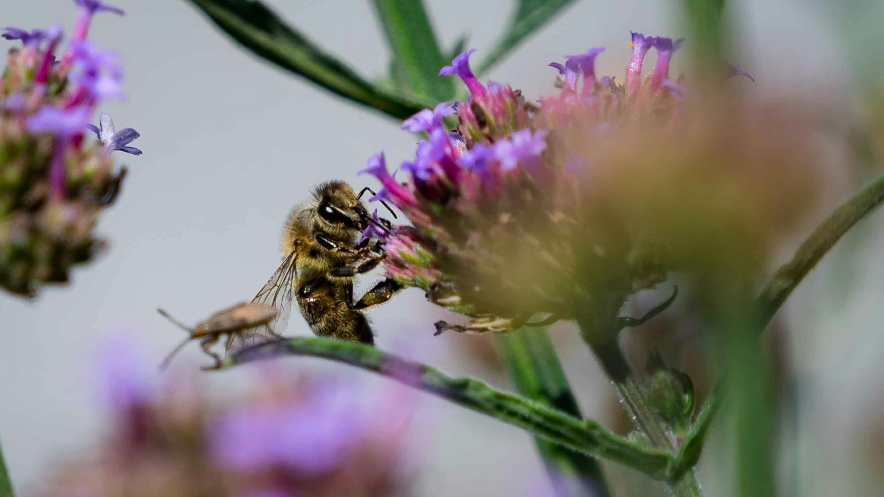 Biene auf Kräuterwiese