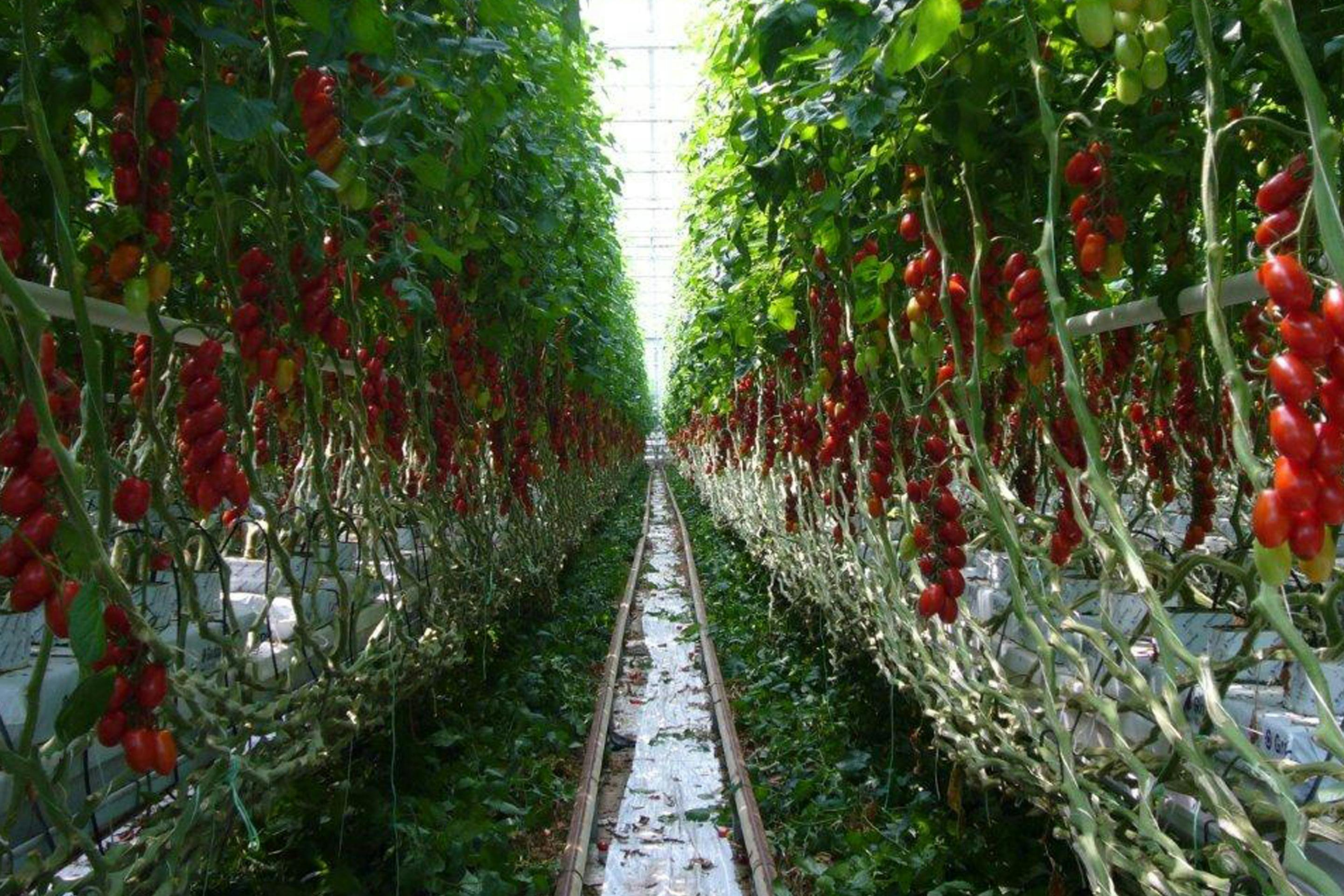 Foto: hochgewachsene Tomatenstauden in einem Gewächshaus