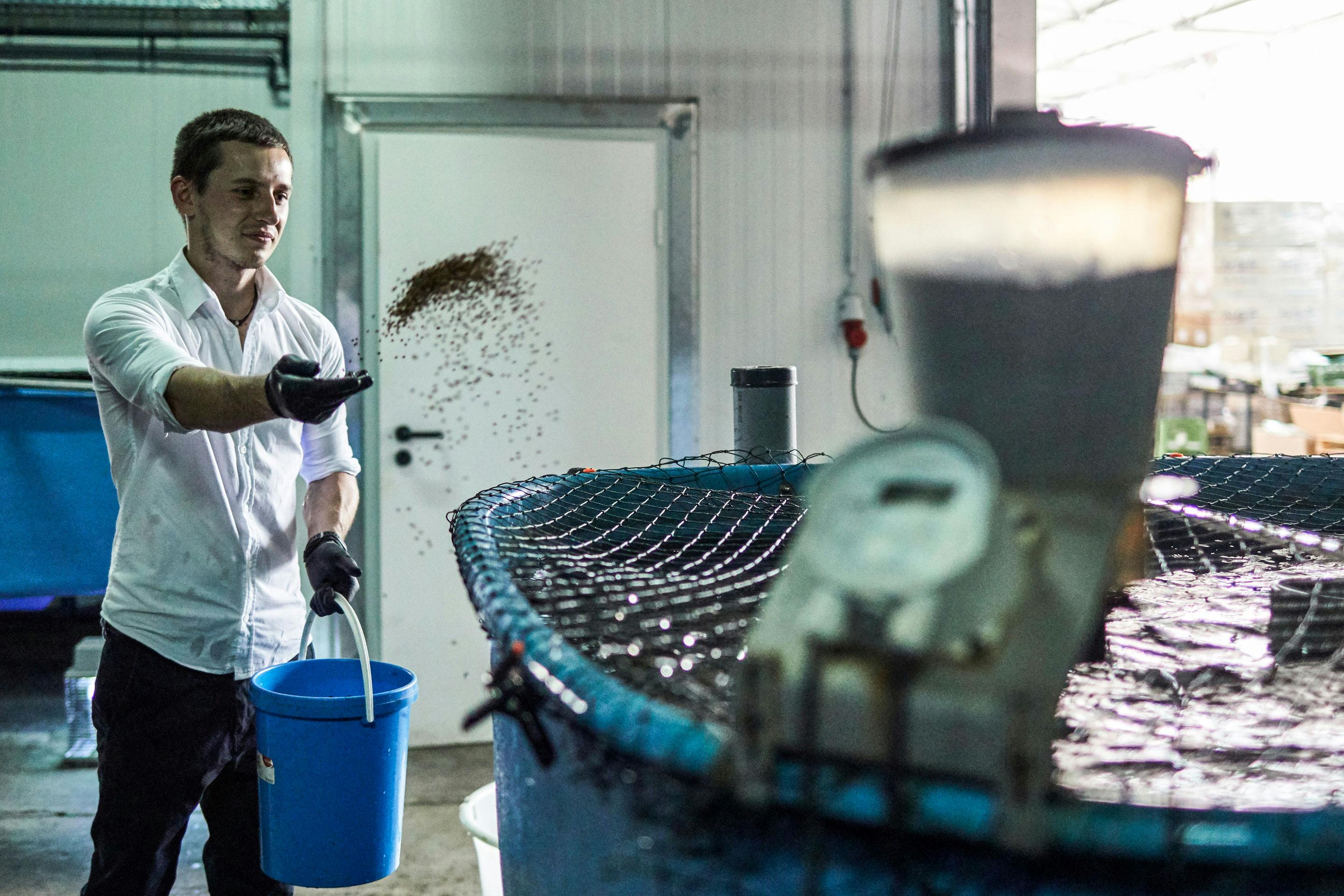 Mitarbeiter von BLÜN füttert die Welse in einem Becken, das mit einem Netz bespannt ist