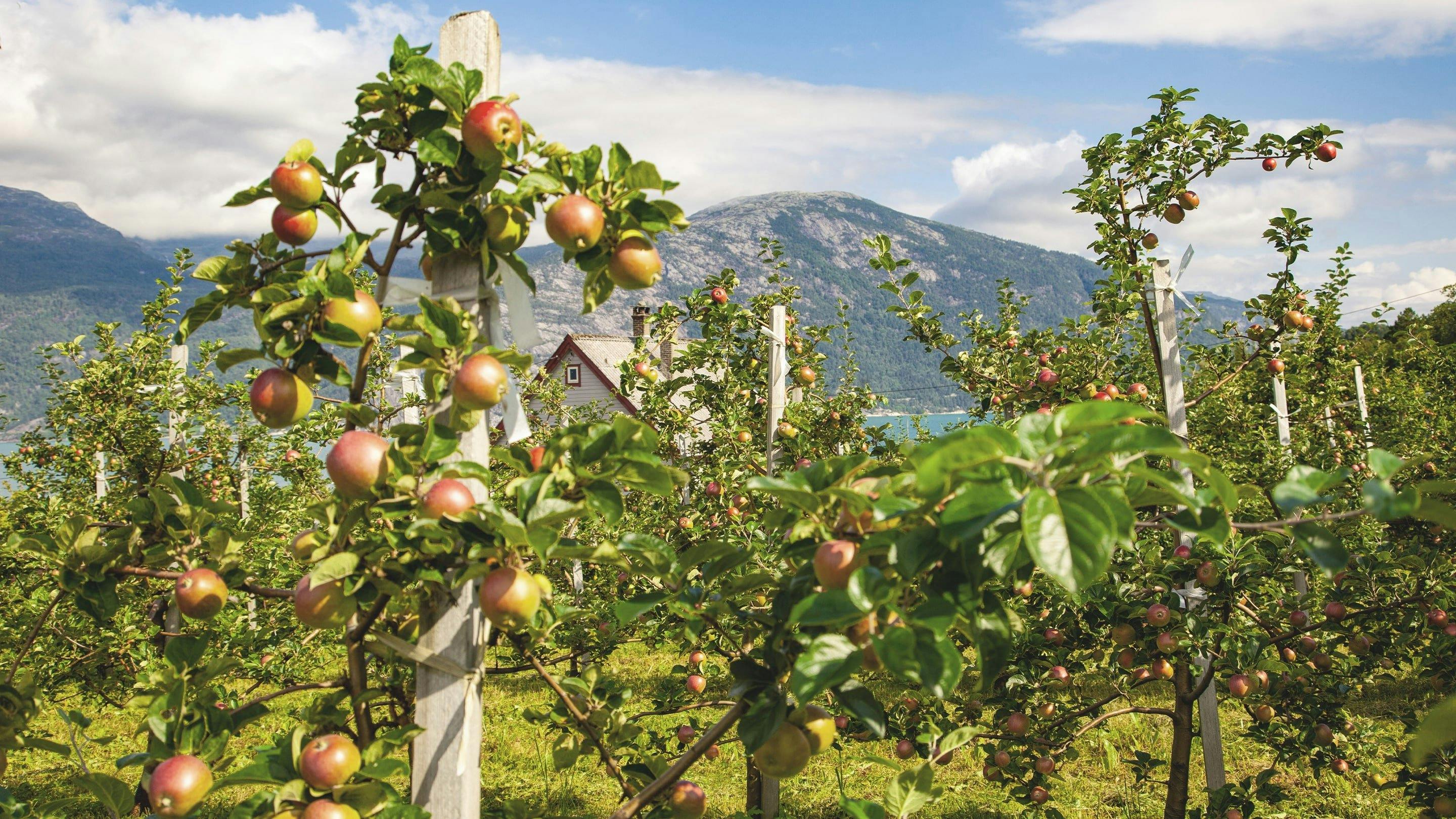 Eine kleine österreichische Apfelplantage mit Äpfeln reif für die Ernte.