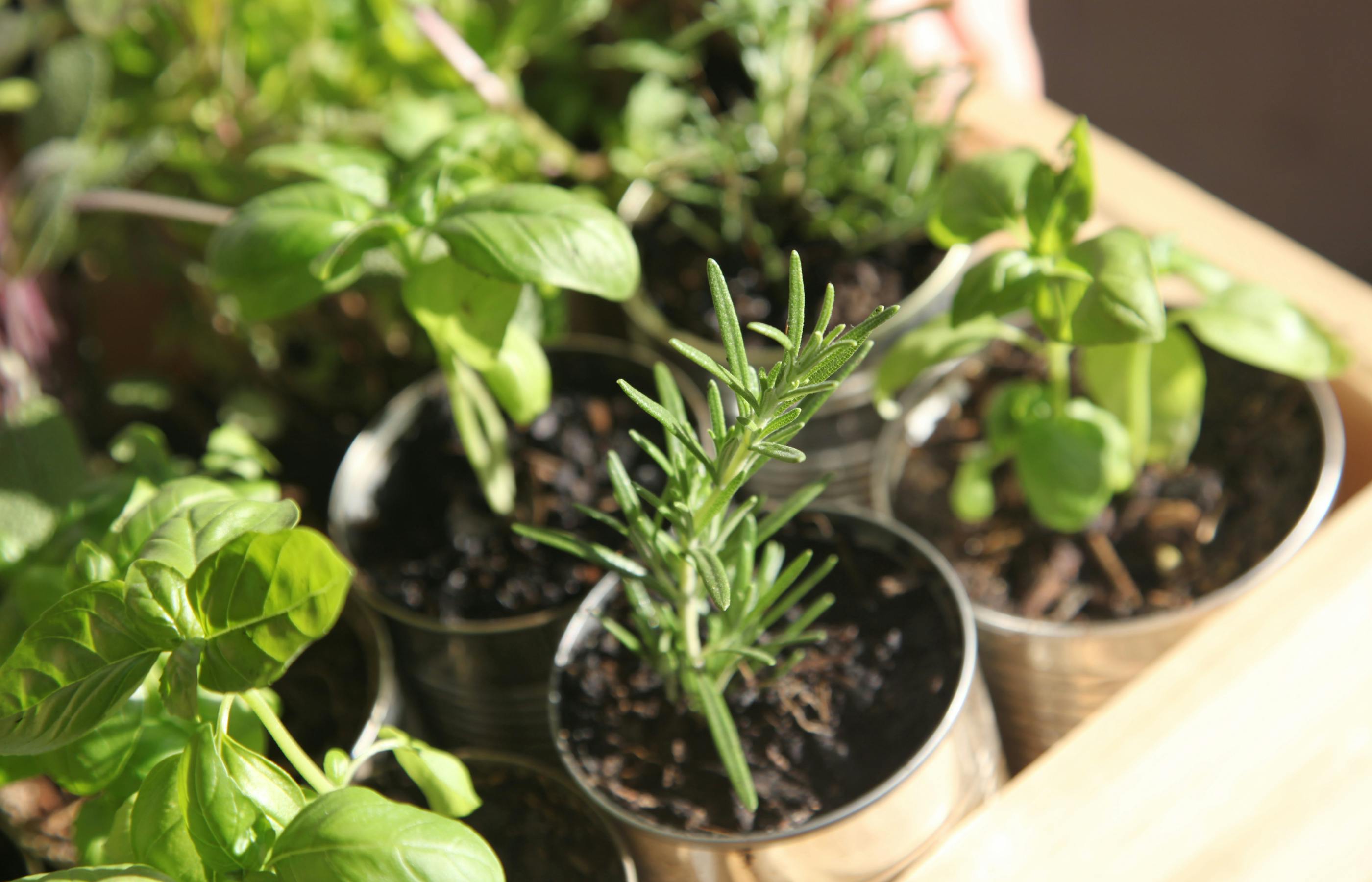 Gewürzreport2025 Image Kräutersetzlinge