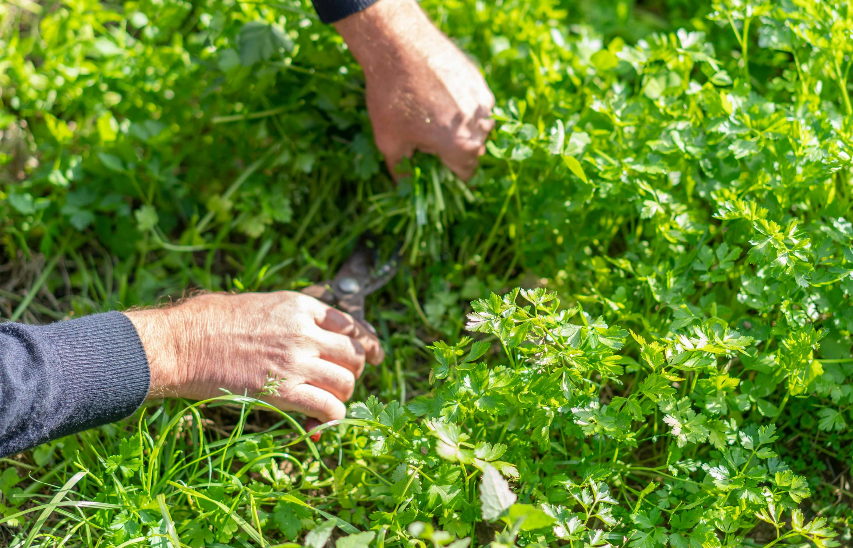 Gewürzreport2025 Imagepetersilie